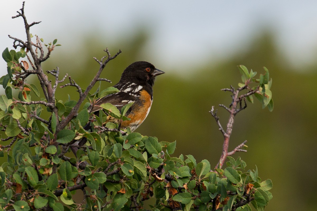 Spotted Towhee - ML170448451