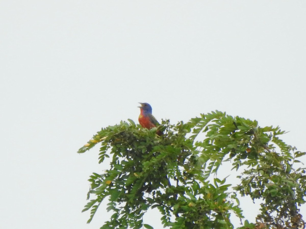 Painted Bunting - ML170448941