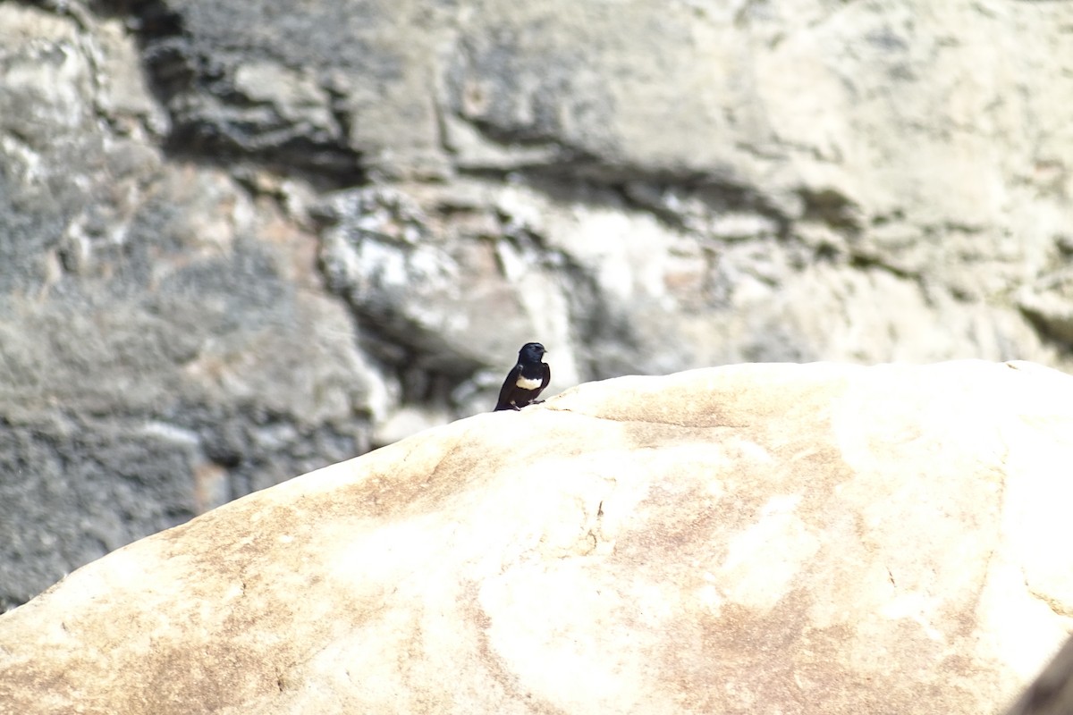 White-banded Swallow - ML170451021