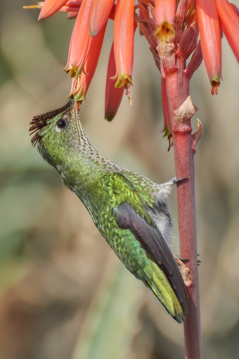 Green-backed Firecrown - ML170453111