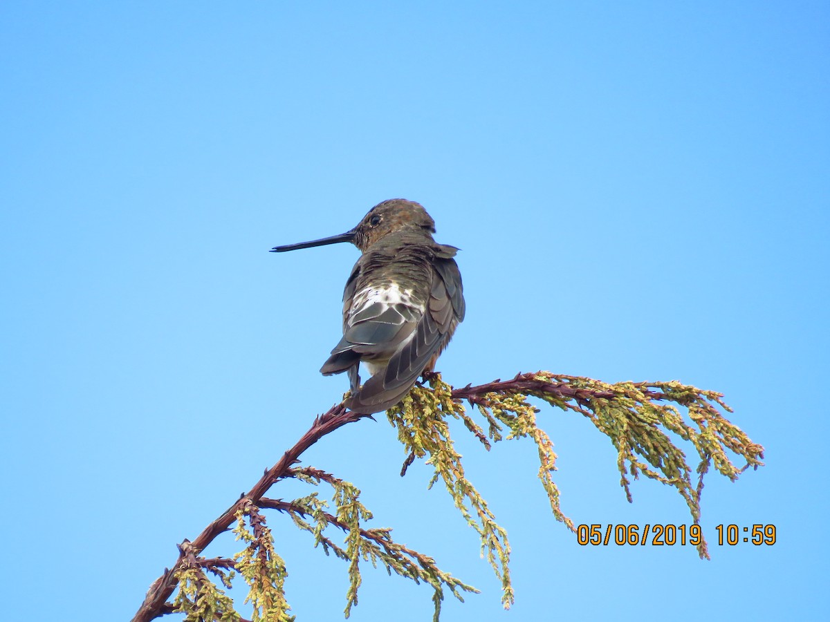 Giant Hummingbird - ML170454971