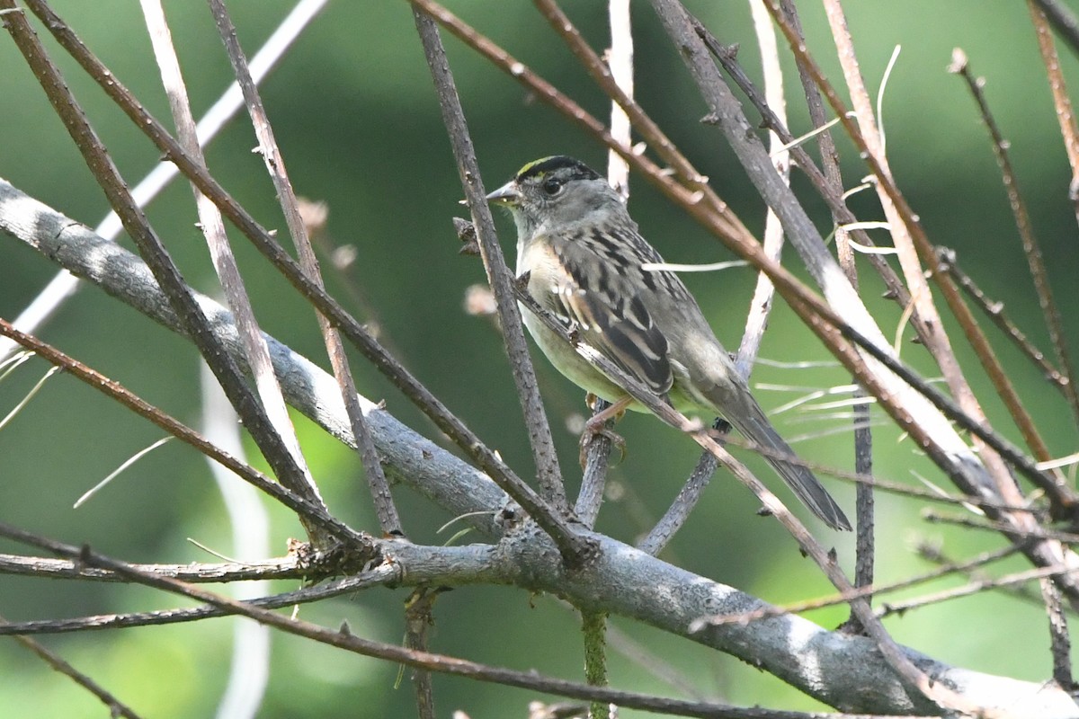 White-crowned x Golden-crowned Sparrow (hybrid) - Ryan Merrill