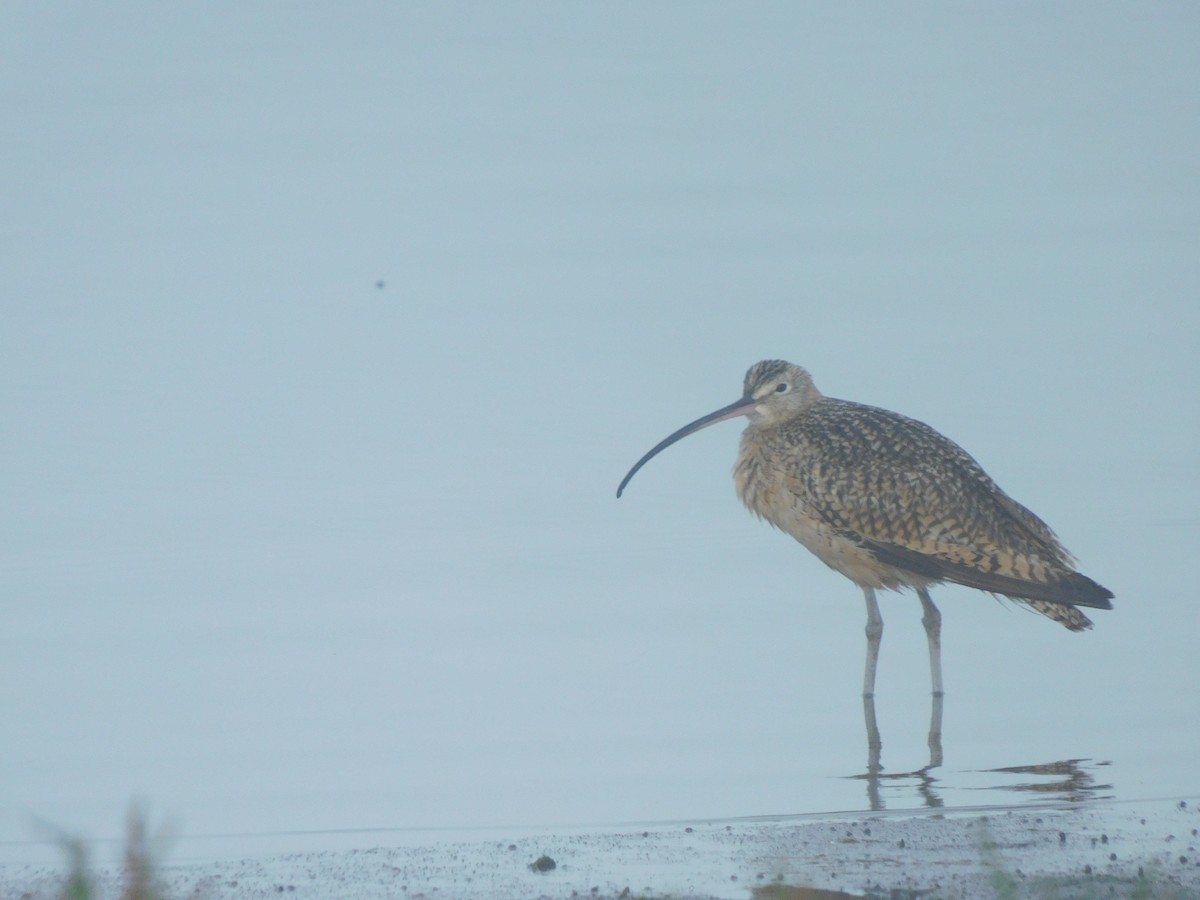 Long-billed Curlew - ML170457281