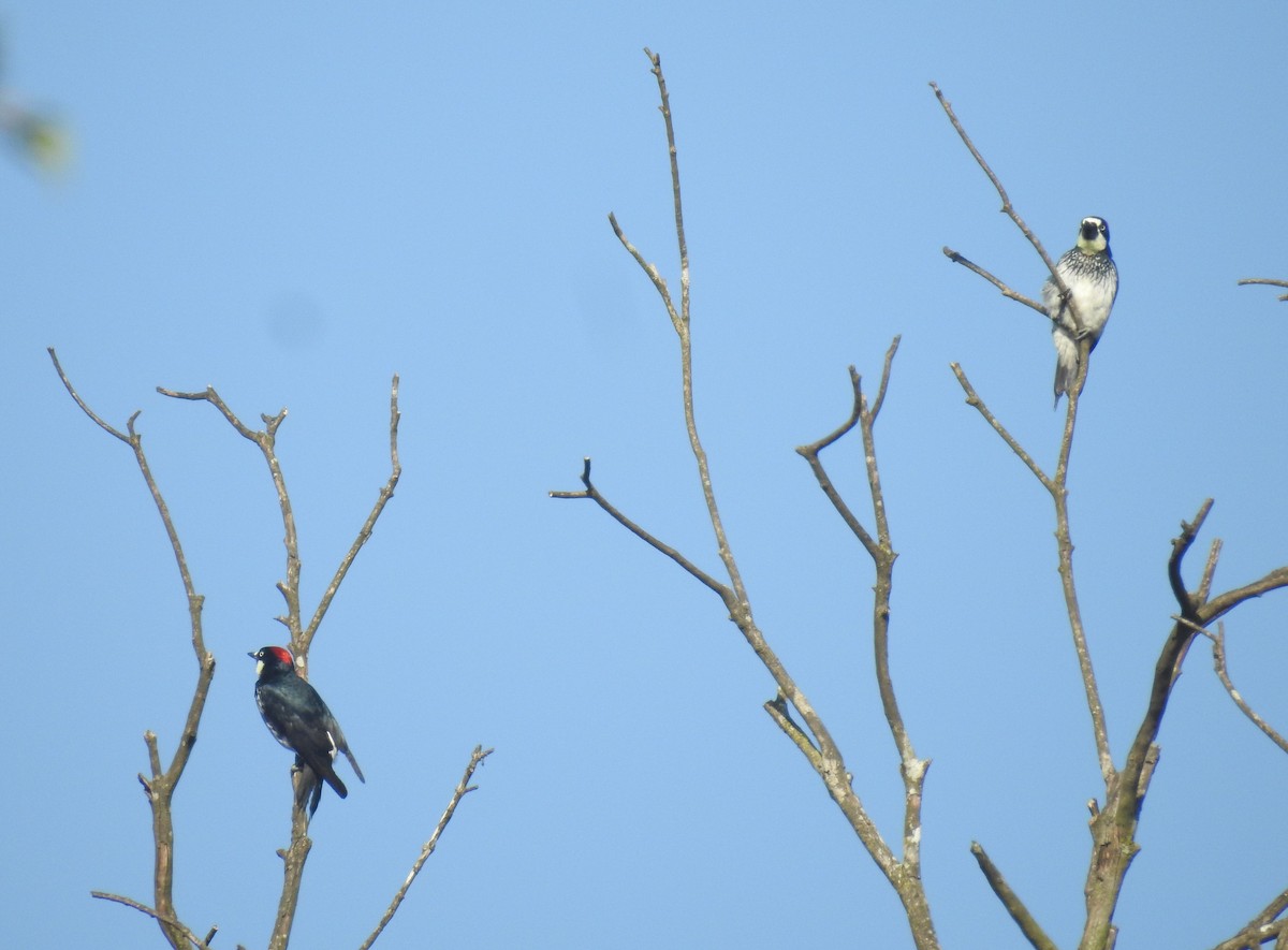 Acorn Woodpecker - ML170457781