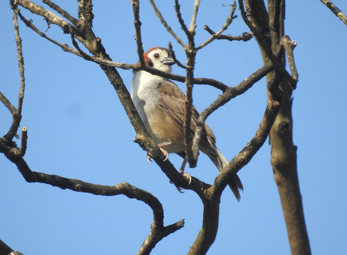 White-faced Ground-Sparrow - ML170457801