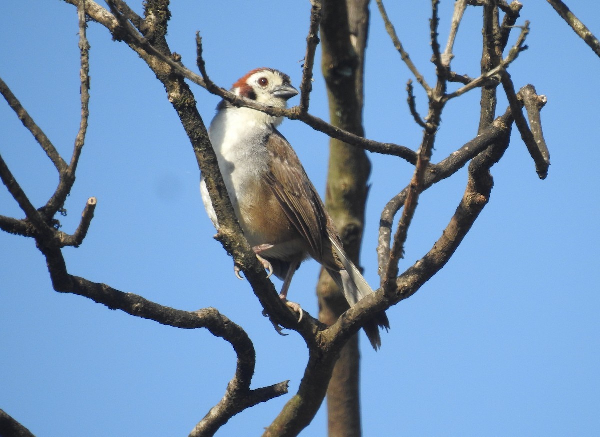 White-faced Ground-Sparrow - ML170457811
