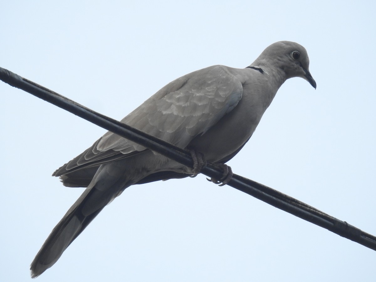 Eurasian Collared-Dove - Rudy Botzoc @ChileroBirding