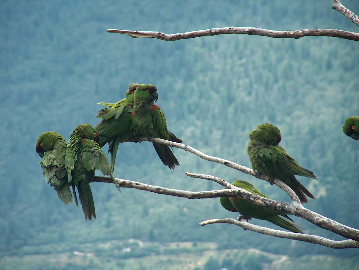 Maroon-fronted Parrot - ML170462431