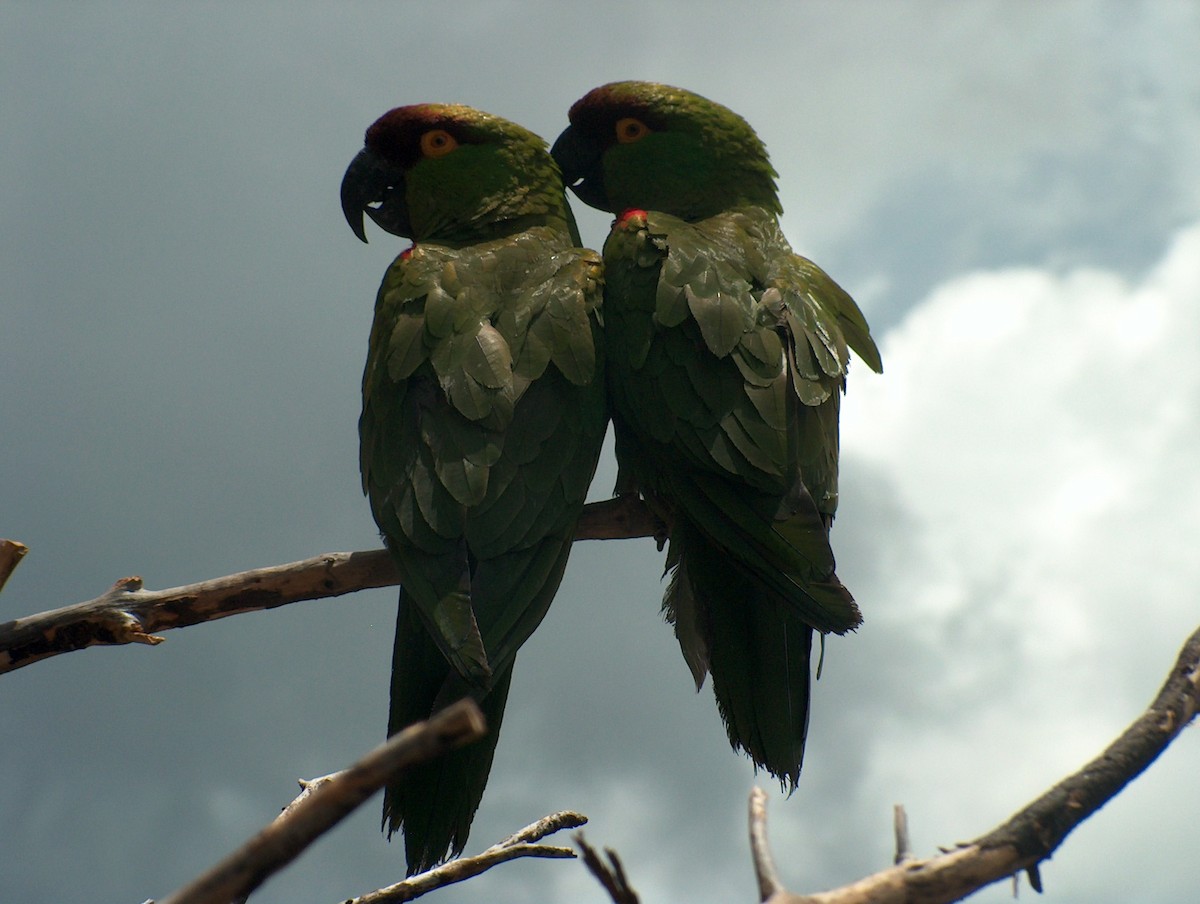 Maroon-fronted Parrot - ML170462441