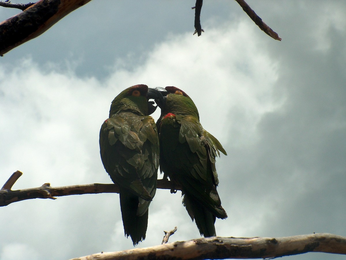 Maroon-fronted Parrot - ML170462451