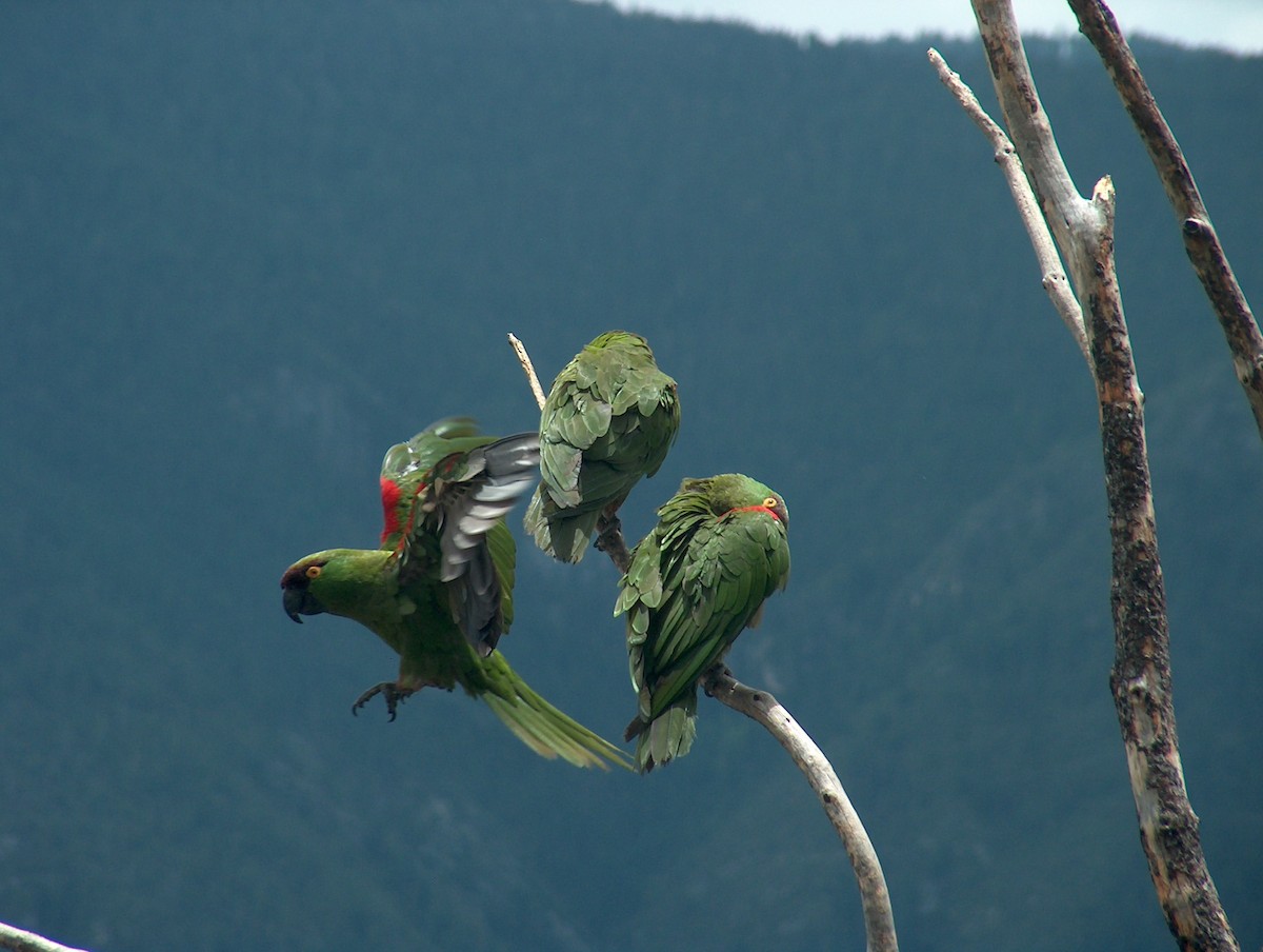 Maroon-fronted Parrot - ML170462461