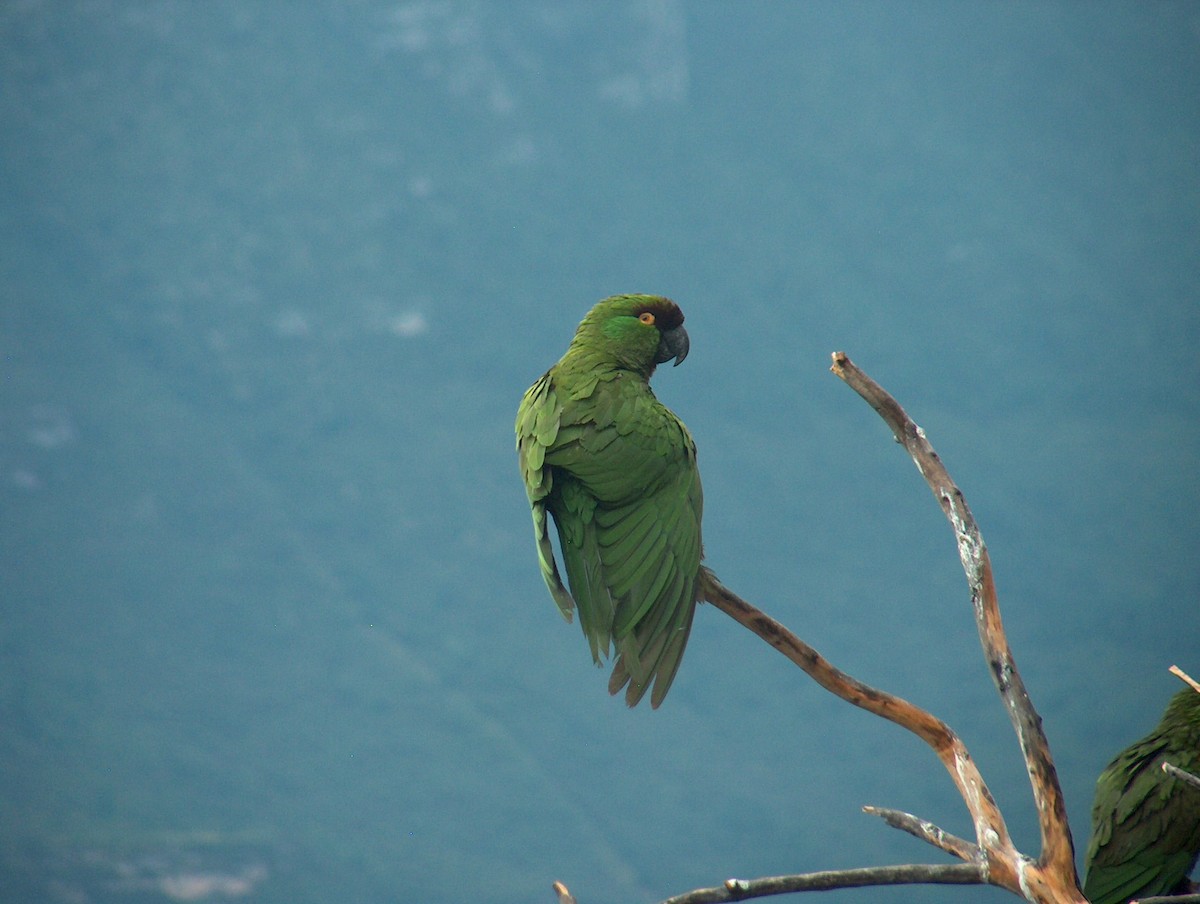Maroon-fronted Parrot - ML170462481