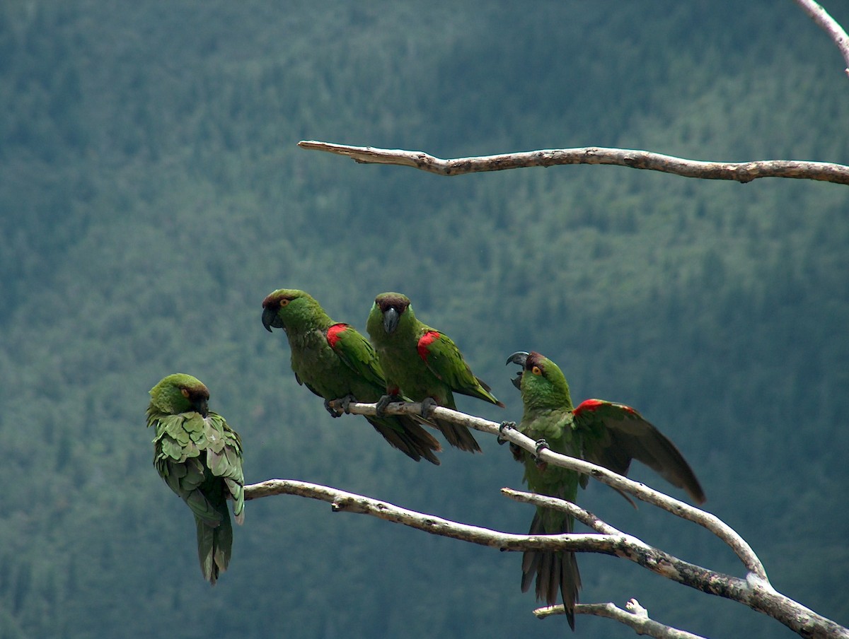 Maroon-fronted Parrot - ML170462501