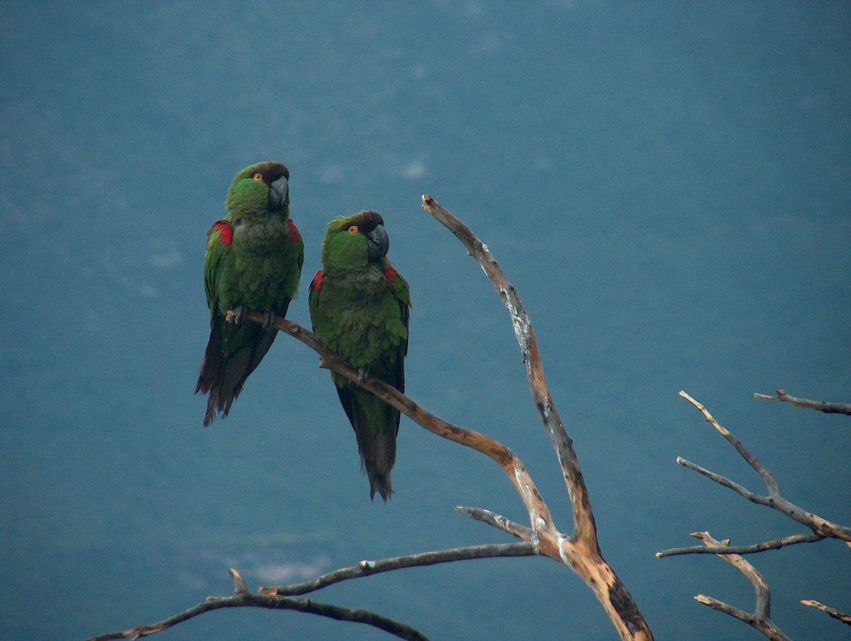 Maroon-fronted Parrot - Alan Kneidel