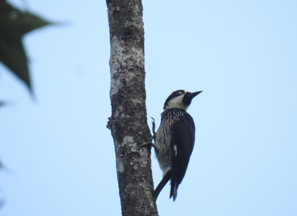 Acorn Woodpecker - ML170462761