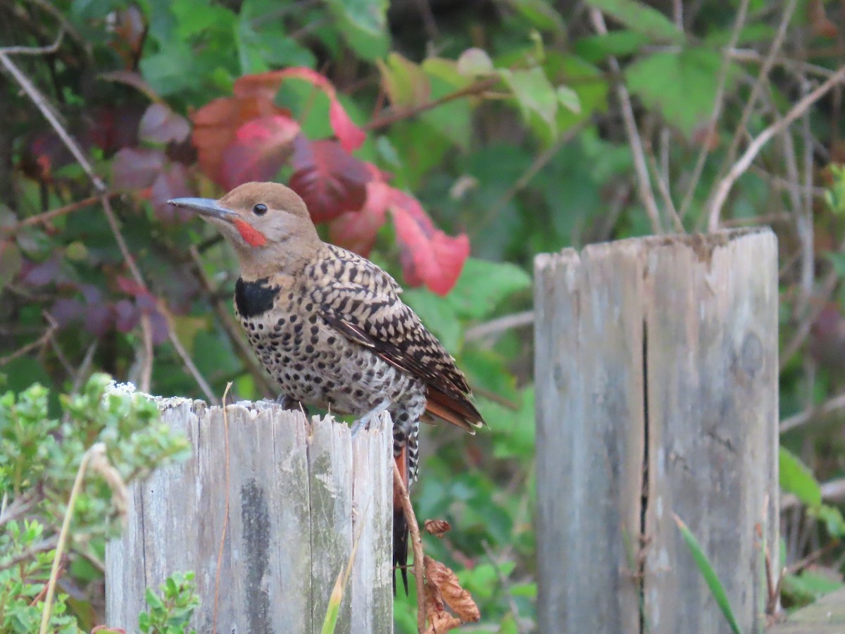 Northern Flicker (Red-shafted) - ML170465081