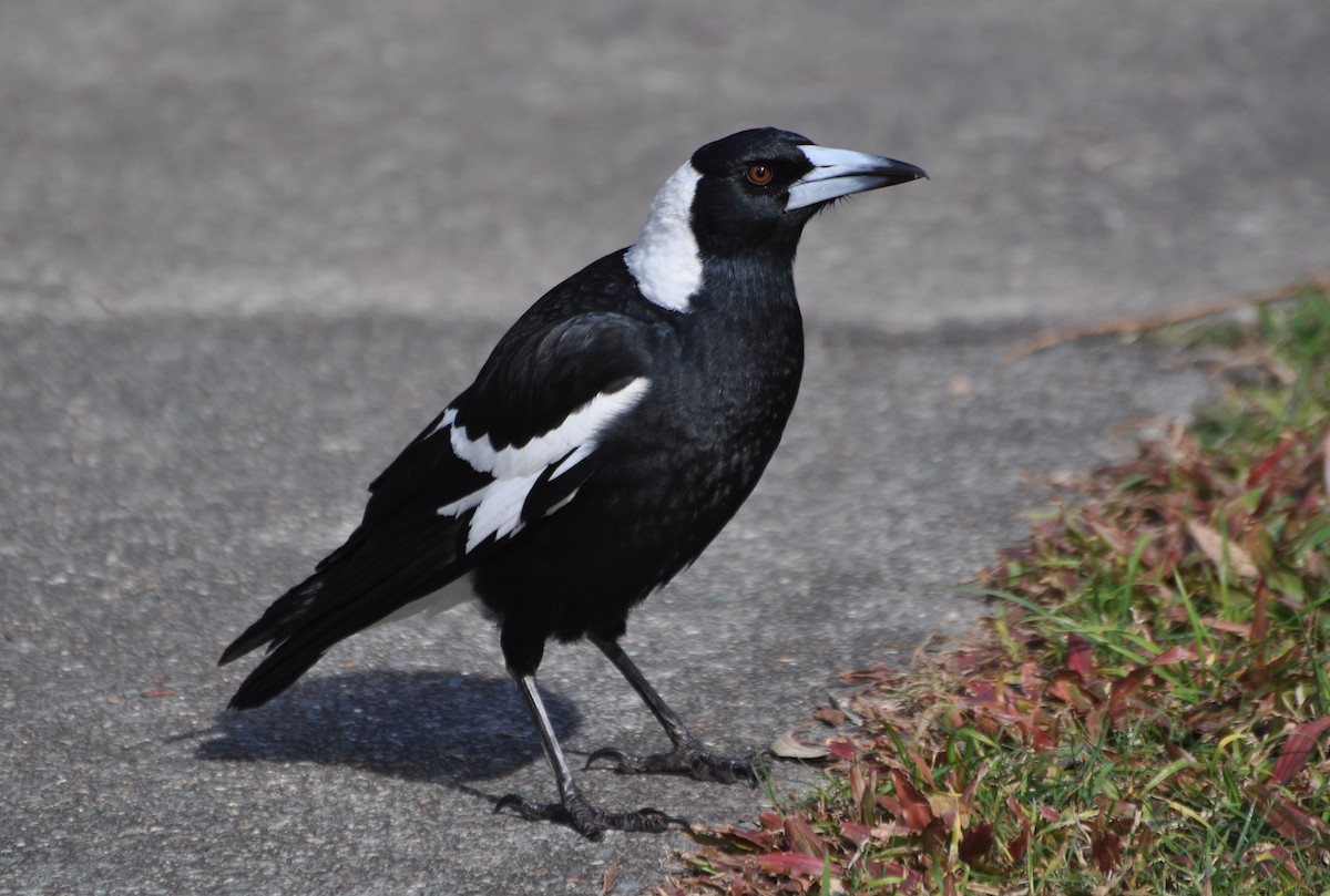 Australian Magpie (Black-backed) - ML170467891