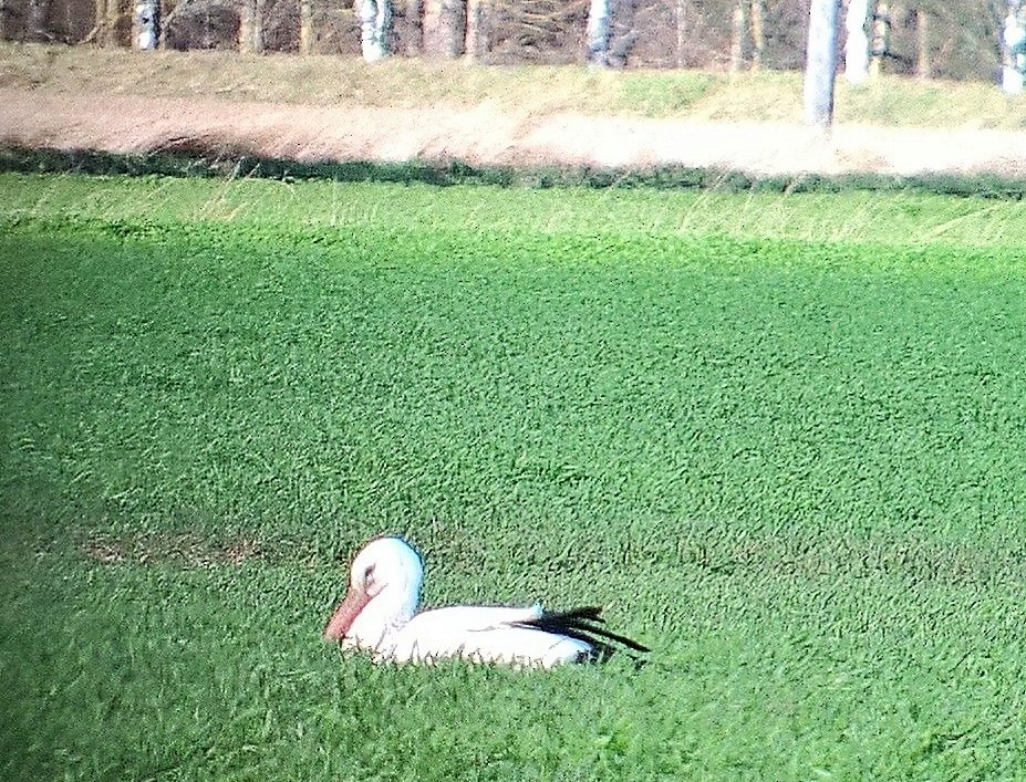 White Stork - Turkka Kulmala