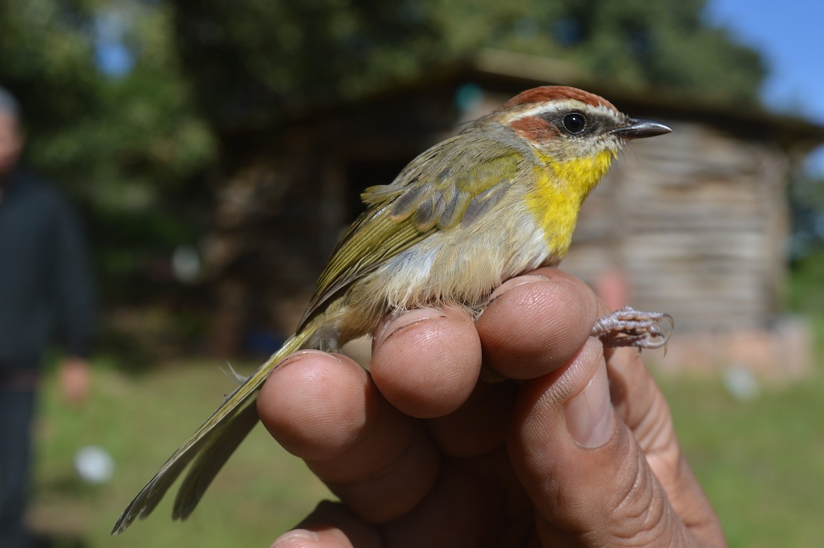 Rufous-capped Warbler - ML170488081