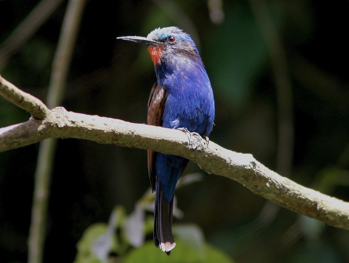 Blue-headed Bee-eater - Brad Bergstrom