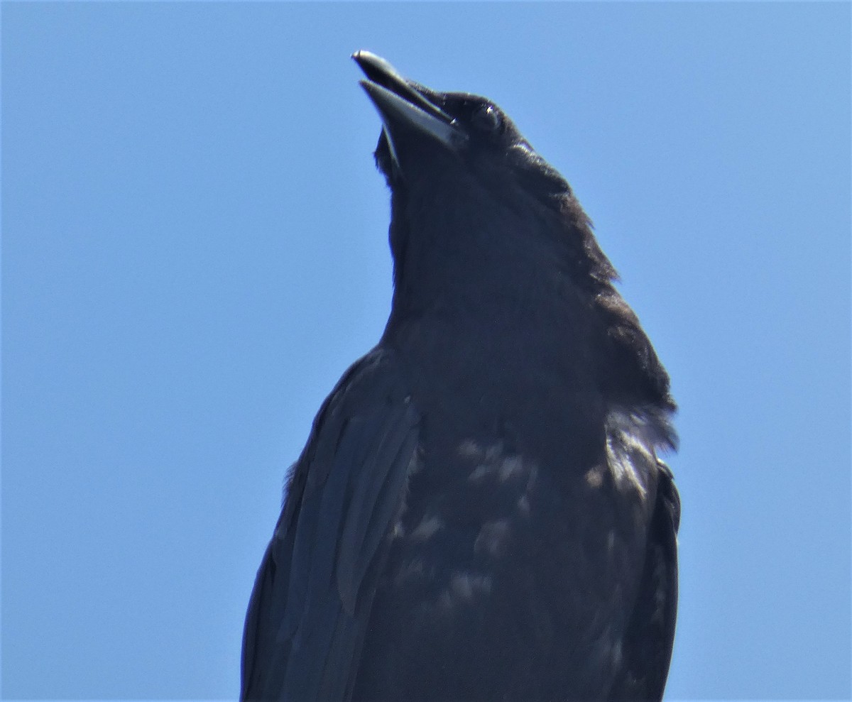 Fish Crow - ML170492651