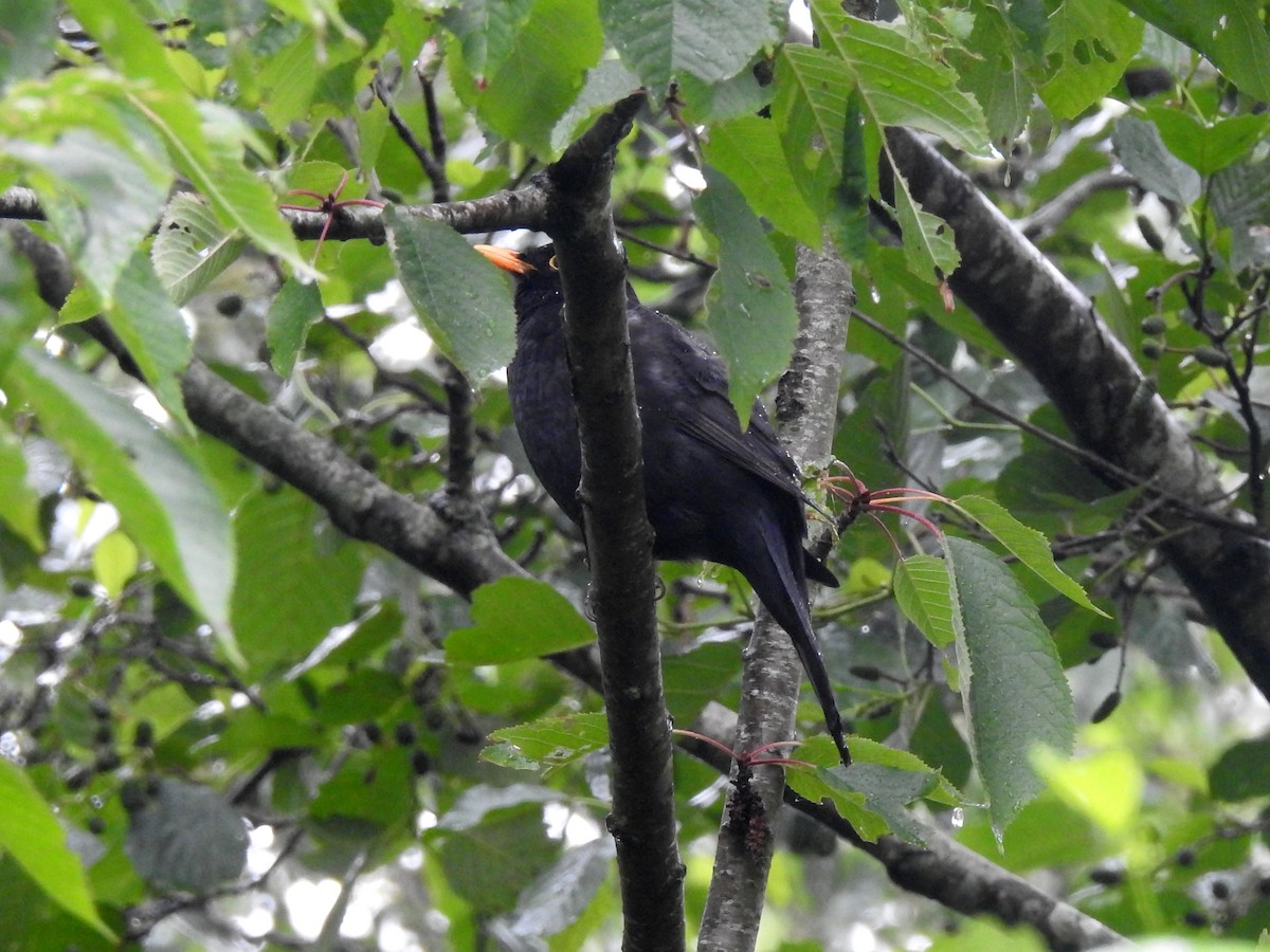 Eurasian Blackbird - ML170496691