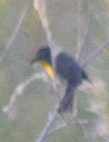 Yellow-breasted Chat - ML170497291