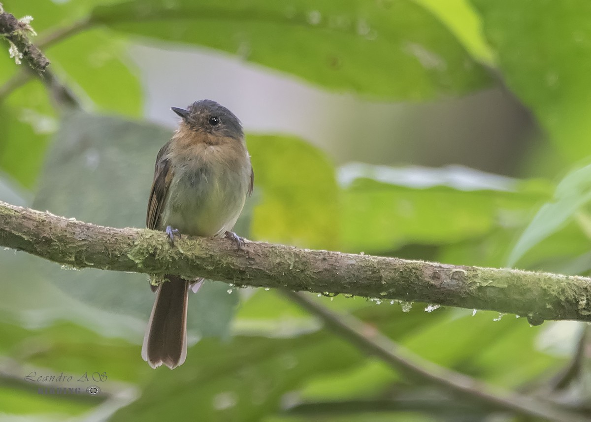 Rufous-breasted Flycatcher - Leandro Arias