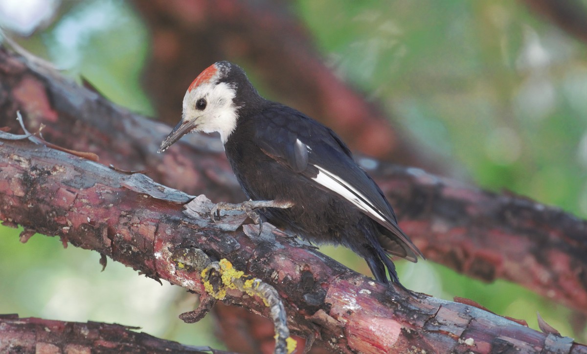 White-headed Woodpecker - Lucas Corneliussen
