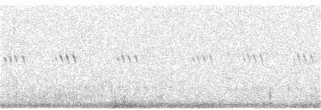 Plectrophane à ventre gris - ML170508501