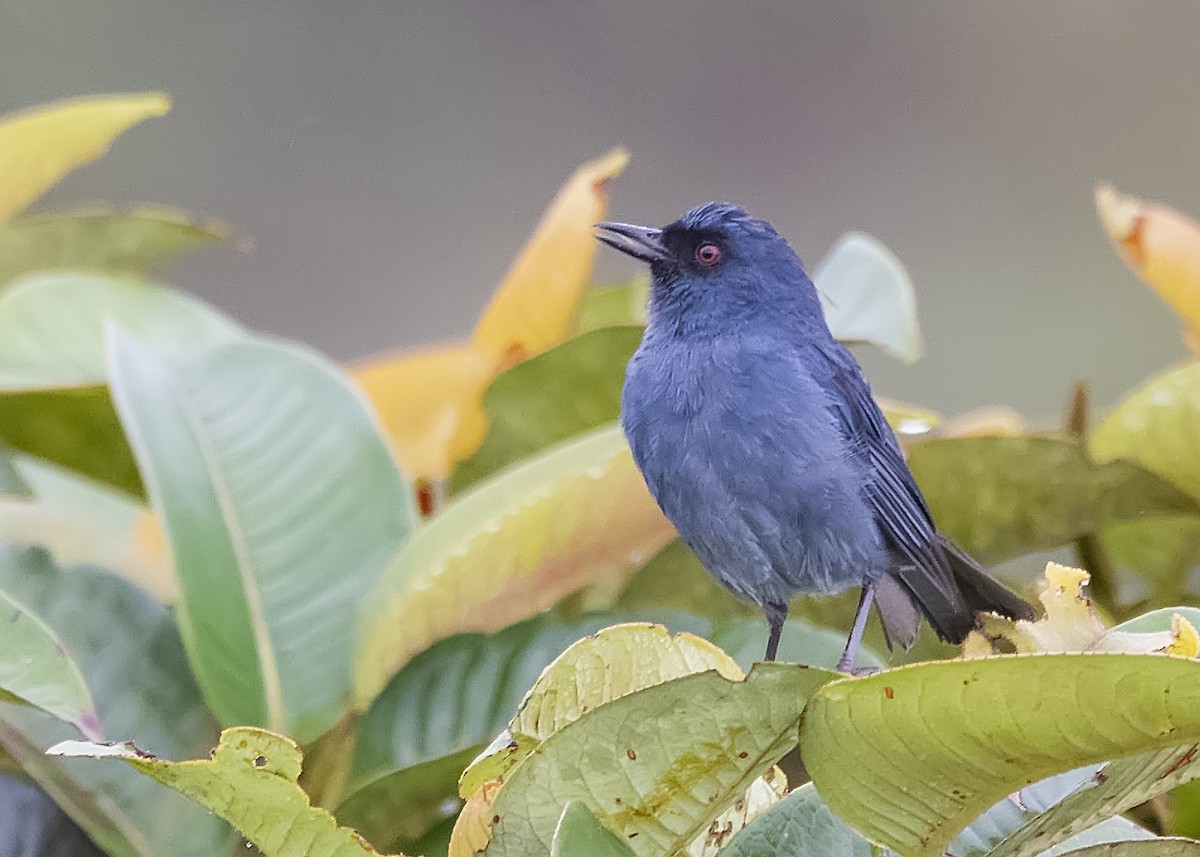 Bluish Flowerpiercer - ML170508851