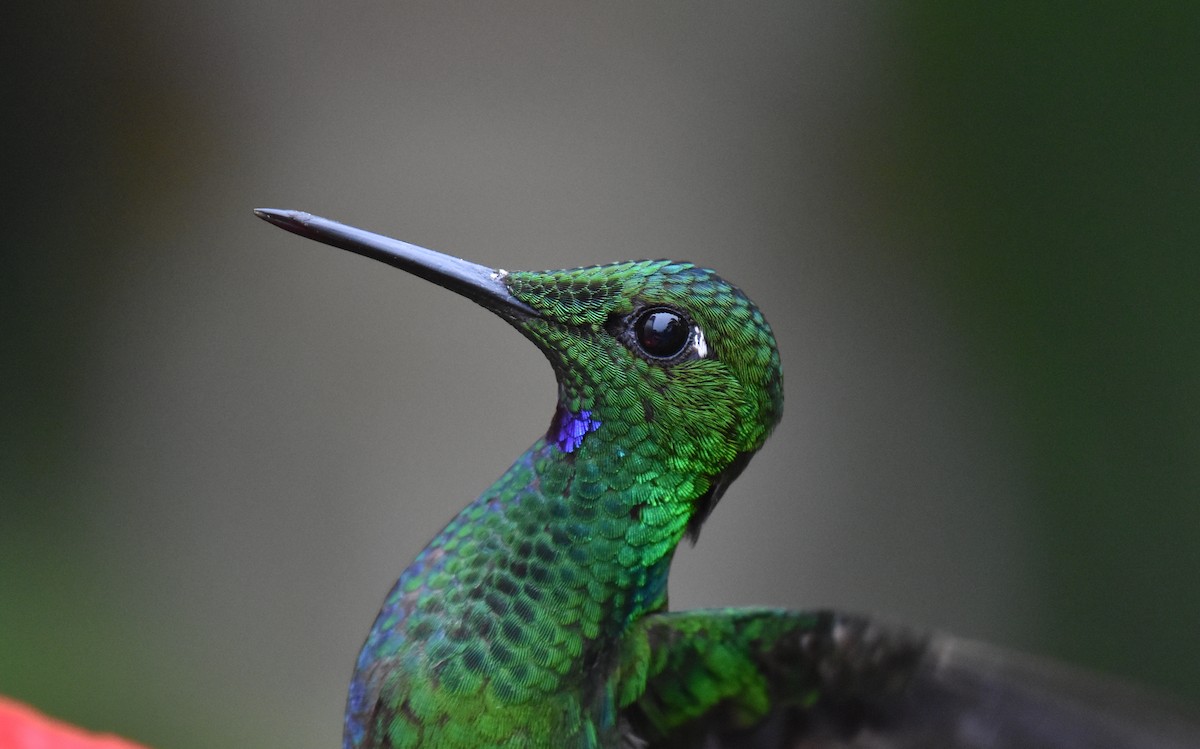 Green-crowned Brilliant - ML170509891