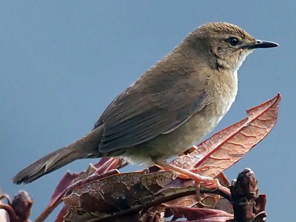 West Himalayan Bush Warbler - Andrew Spencer