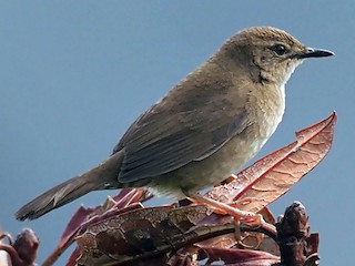 - West Himalayan Bush Warbler