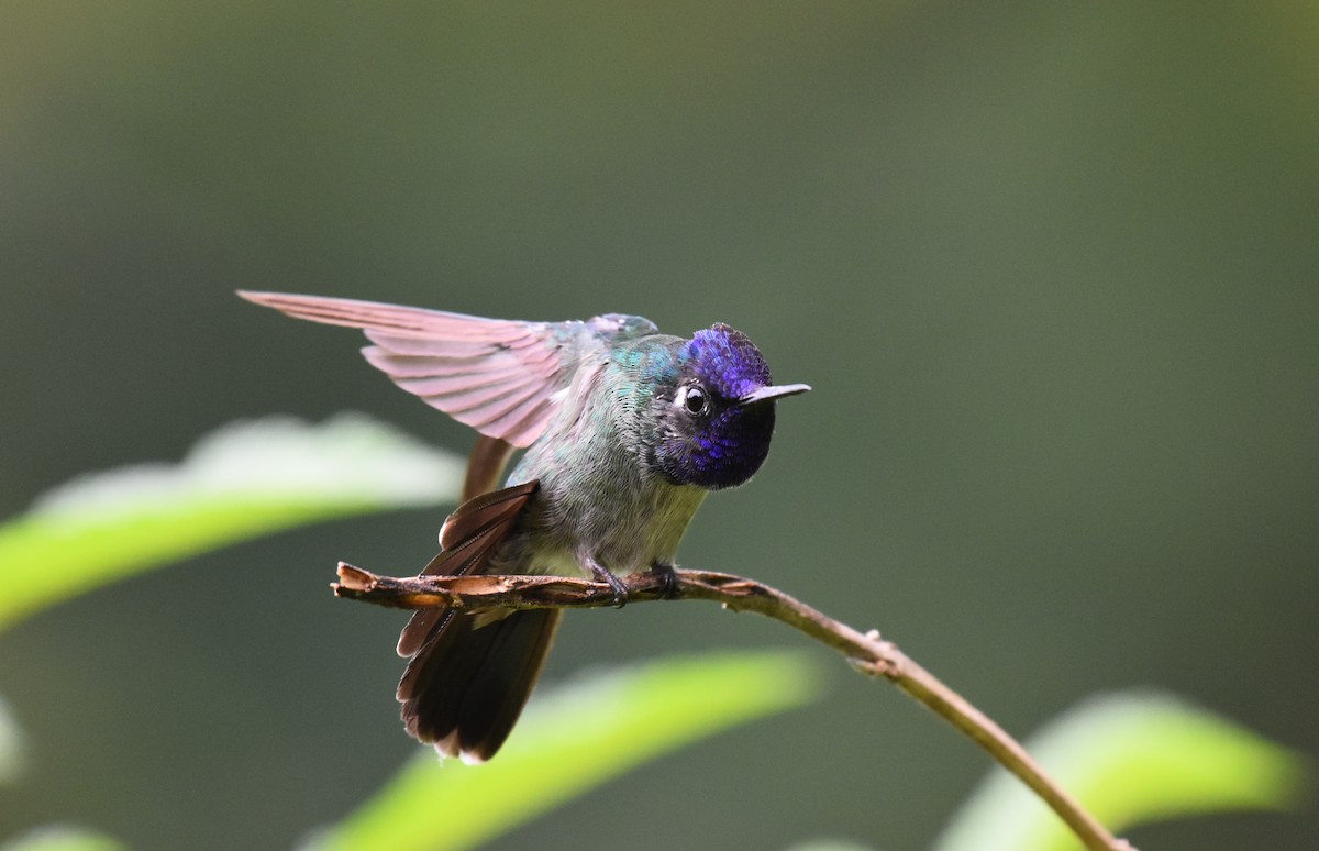 Violet-headed Hummingbird - ML170510301
