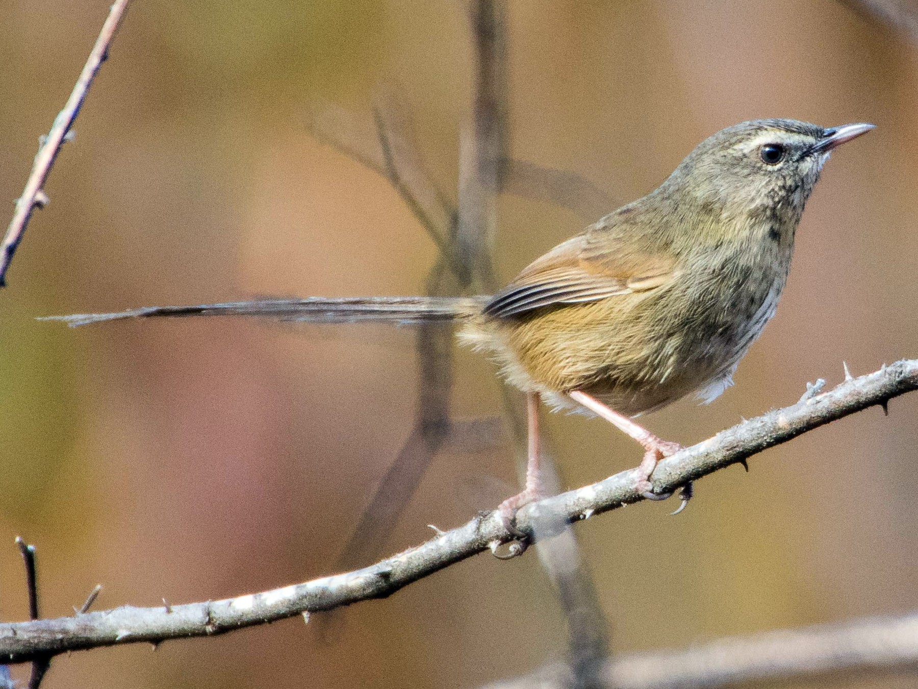 Black-throated Prinia - Thomas Job