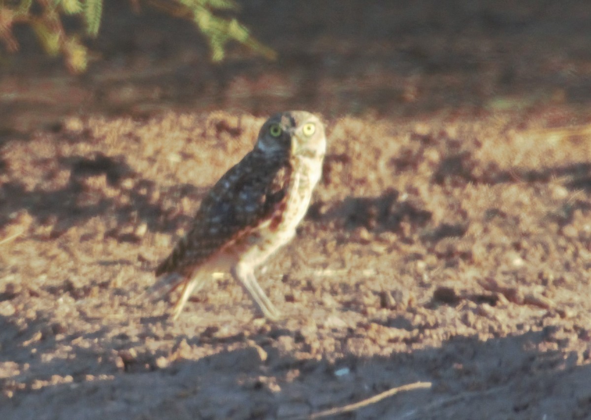 Burrowing Owl - ML170511161