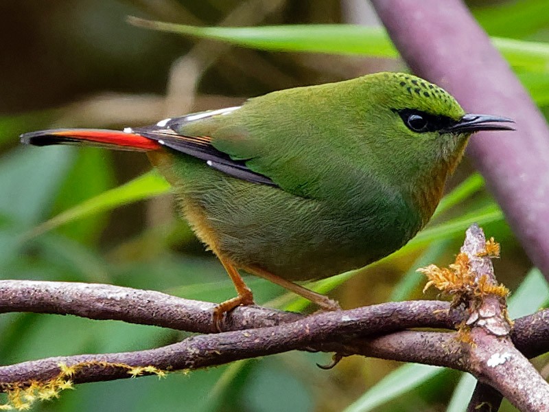 Fire-tailed Myzornis - Myzornis pyrrhoura - Birds of the World