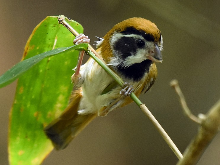 Black-throated Parrotbill - Supaporn Teamwong