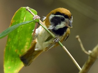 Adulte (Black-eared) - Supaporn Teamwong - ML170512191