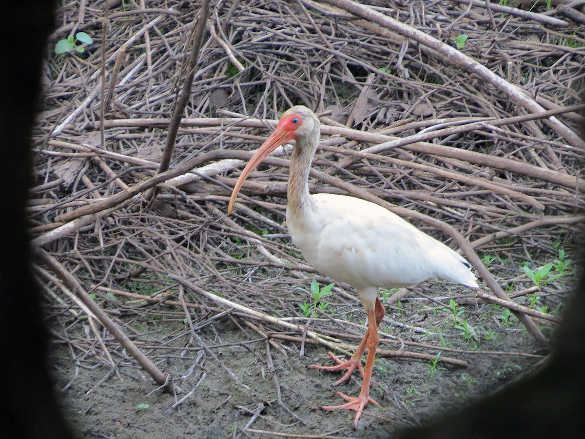 ibis bílý - ML170512531