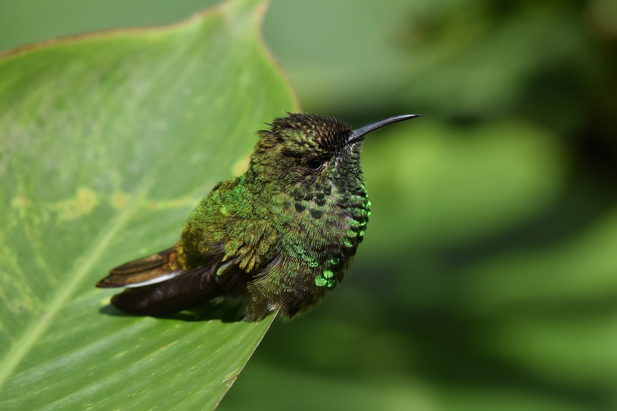 kolibřík měděnohlavý - ML170514391