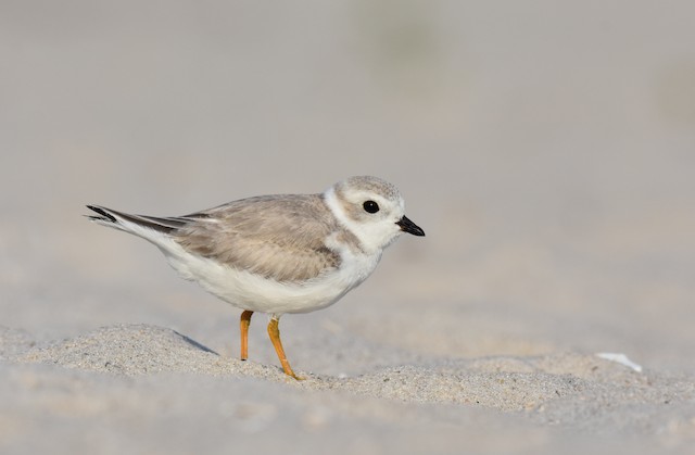 フエコチドリ Ebird