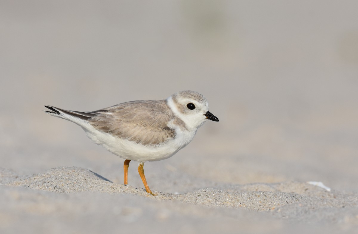 Piping Plover - Jack Parlapiano