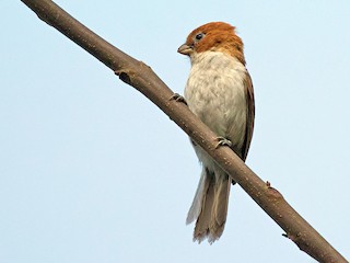  - White-breasted Parrotbill
