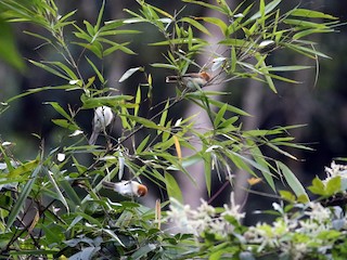  - White-breasted Parrotbill