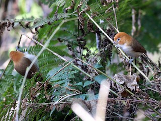  - White-breasted Parrotbill
