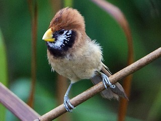  - Black-breasted Parrotbill