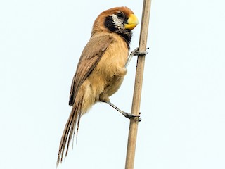  - Black-breasted Parrotbill
