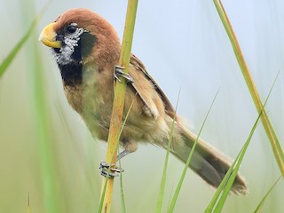  - Black-breasted Parrotbill